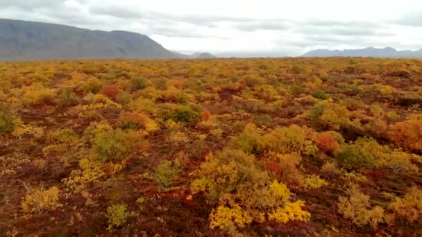 Vista aérea da paisagem colorida do outono no parque nacional Thingvellir, Islândia — Vídeo de Stock