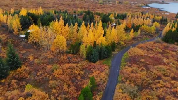 Повітряний вид на барвистий осінній краєвид національного парку Тінґвеллір (Ісландія). — стокове відео