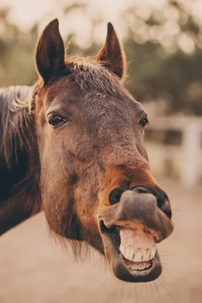 Le visage d'un cheval voisin. — Photo