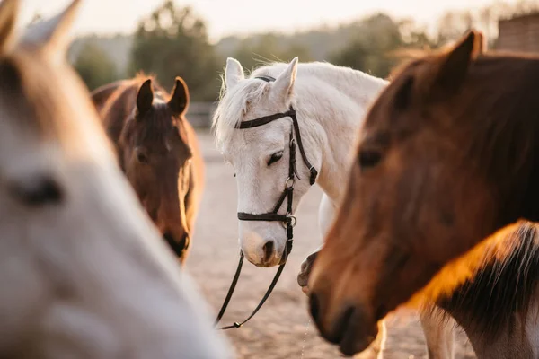 Un gruppo di cavalli nel recinto . — Foto Stock