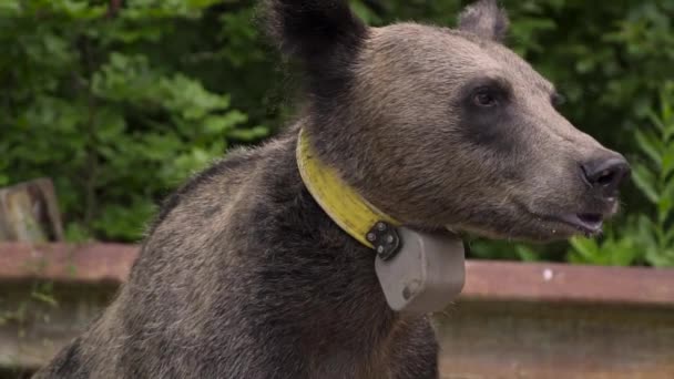 Junger Braunbär mit GPS-Tracker am Hals. — Stockvideo