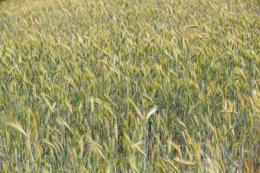 Mısır gevreği sahiplerimize alanında