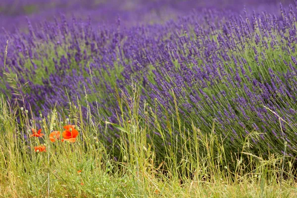 Ein Malerischer Blick Auf Blühende Lavendelfelder — Stockfoto
