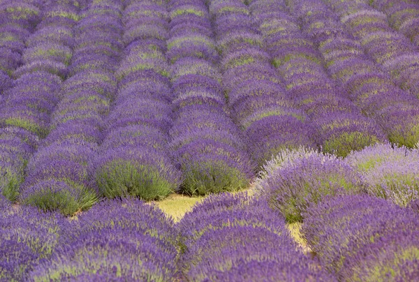 Pittoresk Utsikt Över Blommande Lavendel Fält — Stockfoto