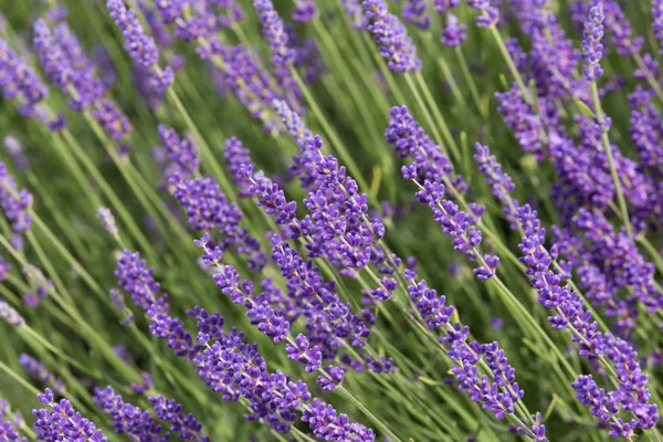 Felder Mit Duftendem Lavendel Landschaft — Stockfoto