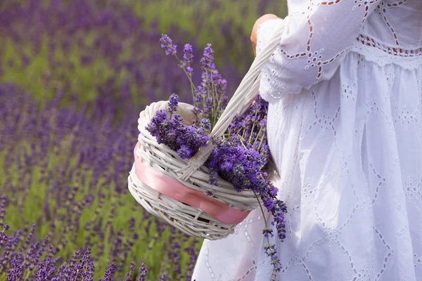 Una Ragazza Vestita Bianco Raccoglie Cesto Fiori Lavanda Campo — Foto Stock