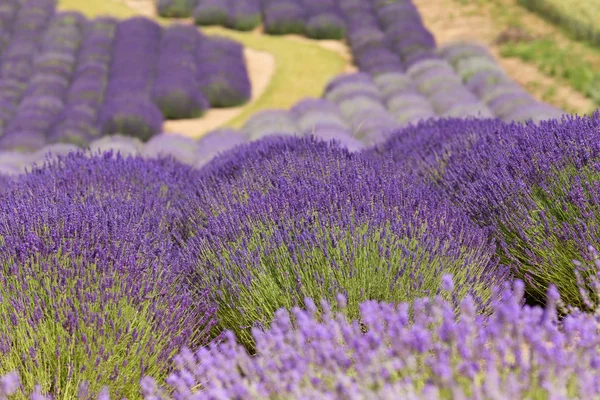 Uma Vista Pitoresca Campos Lavanda Florescendo — Fotografia de Stock