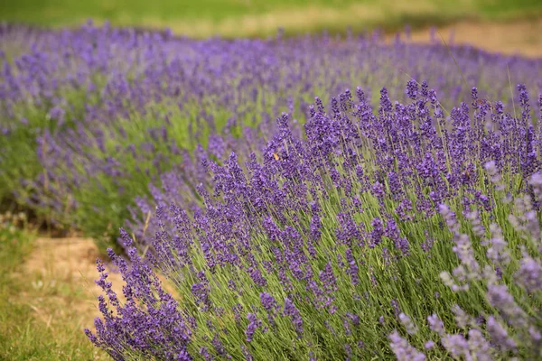 Blühende Lavendelfelder — Stockfoto