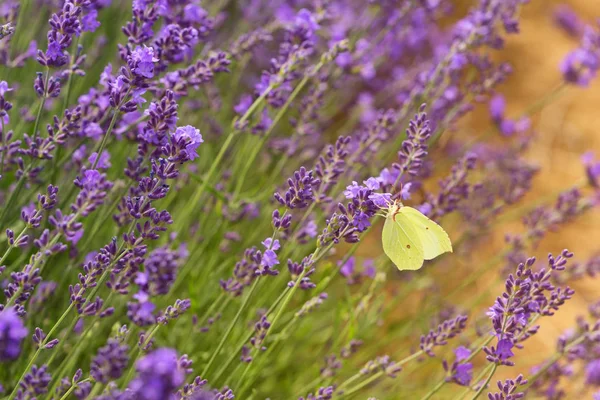 Motyl Kwiaty Lawendy — Zdjęcie stockowe