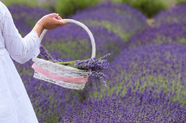 bir kız lavanta çiçekleri bir alandan bir sepet içinde beyaz toplar giyinmiş