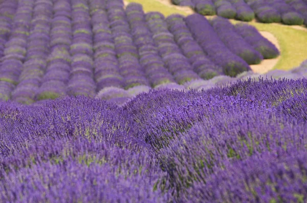 Fiorenti Campi Lavanda — Foto Stock