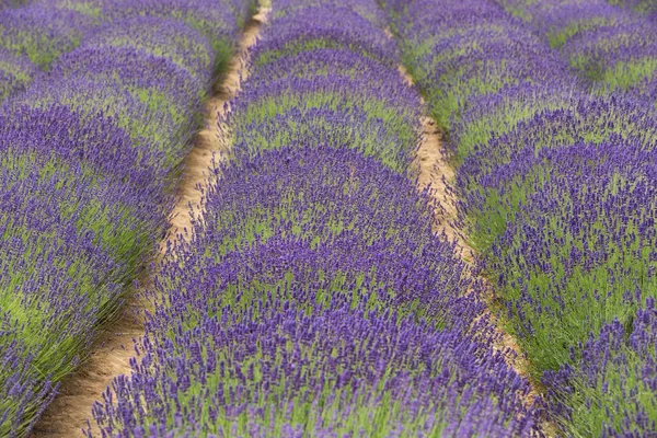 Campos Florescentes Lavanda — Fotografia de Stock