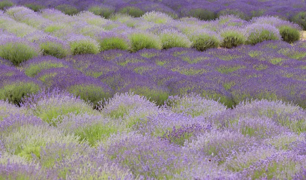 Campos Florescentes Lavanda — Fotografia de Stock