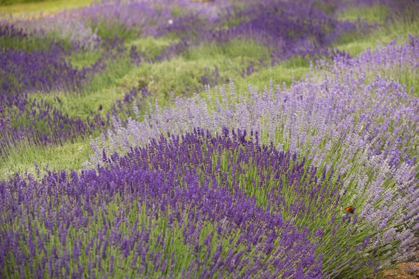 Campos Florescentes Lavanda — Fotografia de Stock