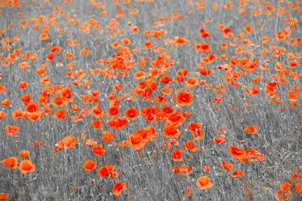 red poppies on a white-black background