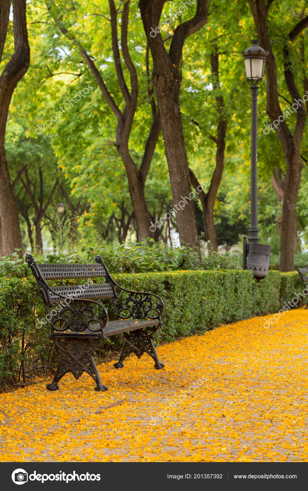 Picturesque Bench Park Showered Fallen Acacia Trees Stock Photo