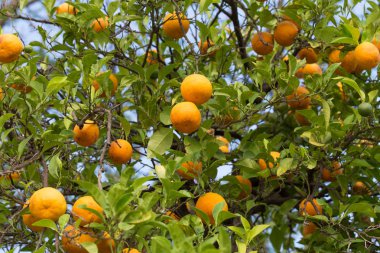 ağaçta büyüyen olgun portakal