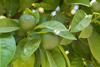 ağaçta büyüyen olgun yeşil portakal
