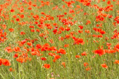 çiçek kırmızı poppies tam bir alanlar