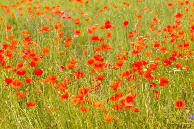 çiçek kırmızı poppies tam bir alanlar