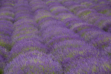 Güzel kokulu lavanta alanları / peyzaj