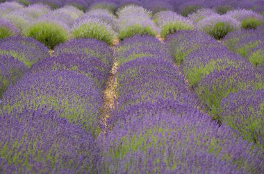 Lavanta alanları bayındır