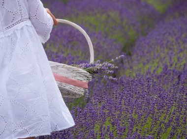 bir kız lavanta çiçekleri bir alandan bir sepet içinde beyaz toplar giyinmiş