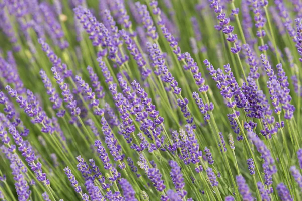 Flourishing Fields Lavender — Stock Photo, Image