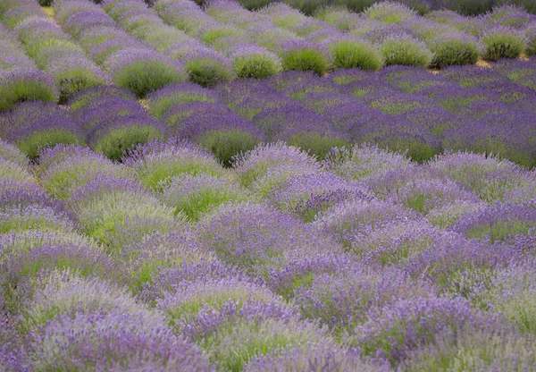 Campos Lavanda Perfumada Paisagem — Fotografia de Stock