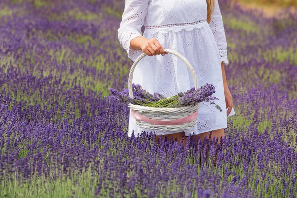 Uma Menina Vestida Branco Reúne Uma Cesta Flores Lavanda Campo — Fotografia de Stock