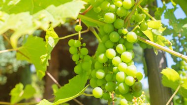 Güneşte olgunlaşma üzüm