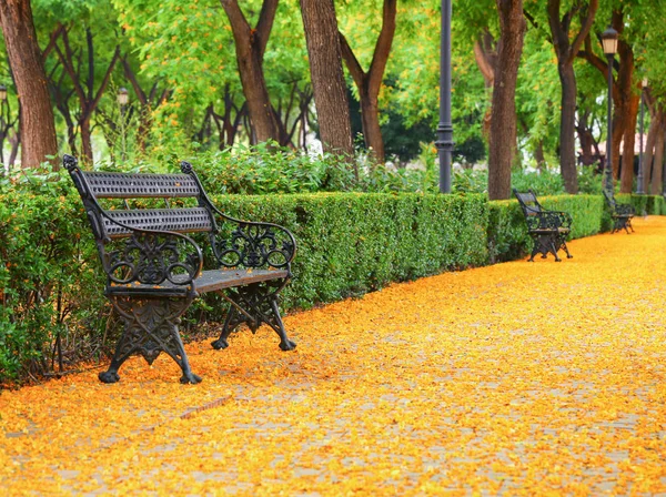 a picturesque bench in the park showered with fallen acacia trees