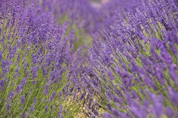 Feld Blühender Lavendel — Stockfoto