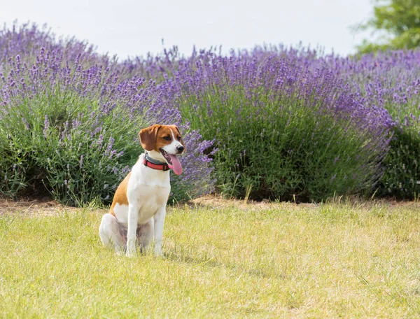 joyful dog on the lavendy field