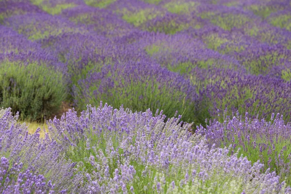 Fiorenti Campi Lavanda — Foto Stock