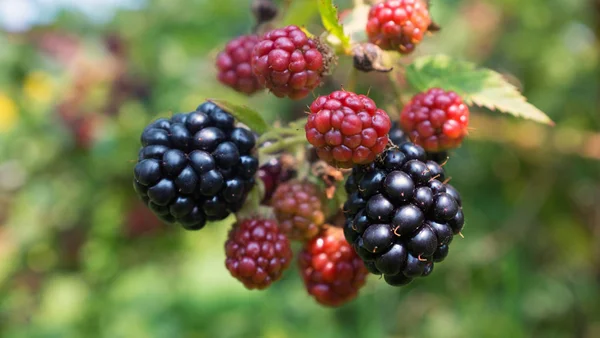 Mogna Buske Blackberry Orchard — Stockfoto