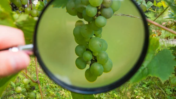 Eine Traube Die Einem Strauch Reift Beobachtet Durch Ein Vergrößerungsglas — Stockfoto