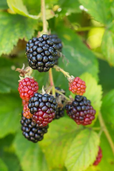 Mogna Buske Blackberry Orchard — Stockfoto