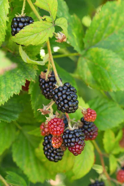 Mogna Buske Blackberry Orchard — Stockfoto