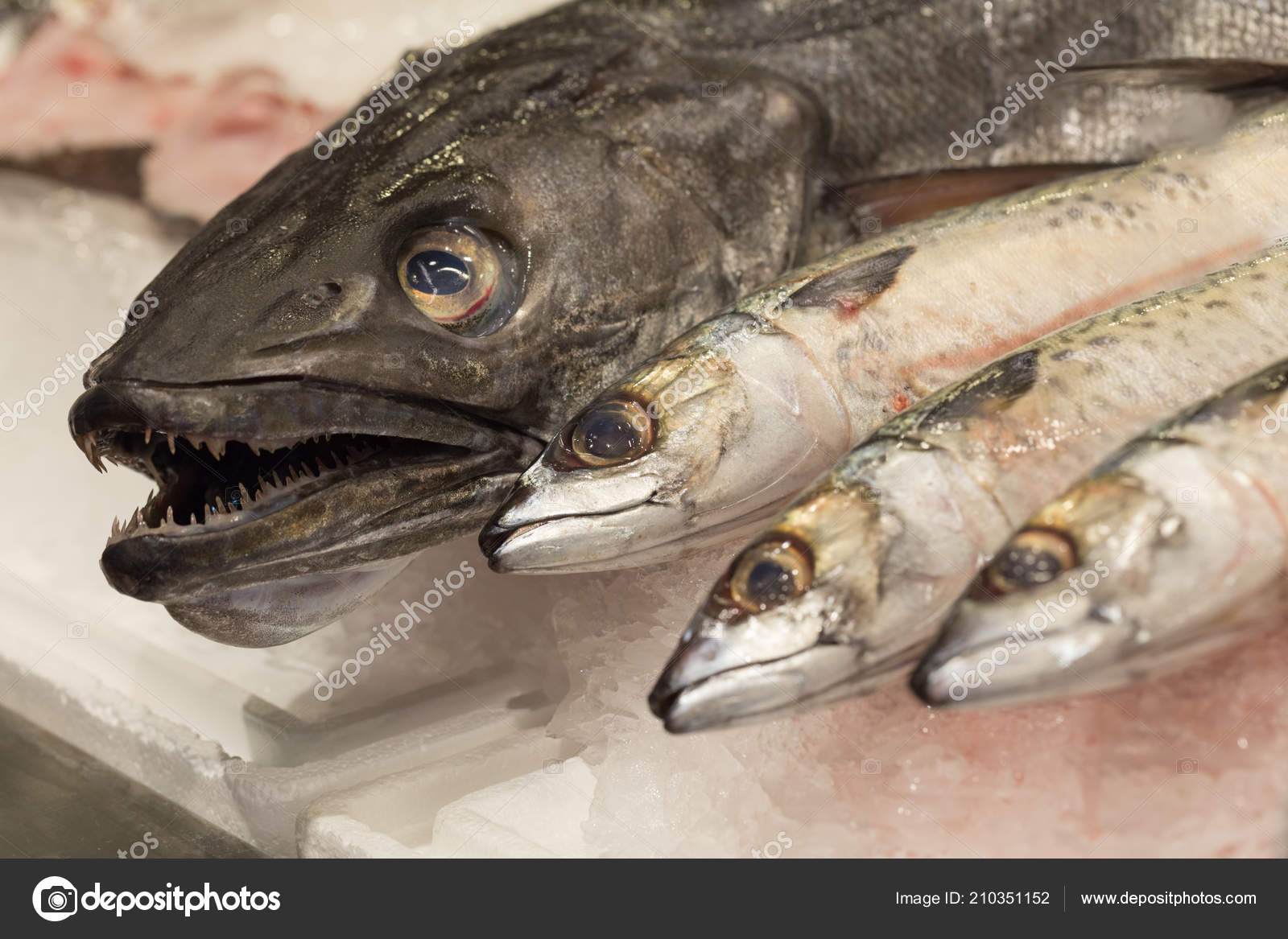 Poisson Frais Dans Glace Image Libre De Droit Par Rochu 08 C