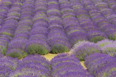 Lavanta alanları bayındır