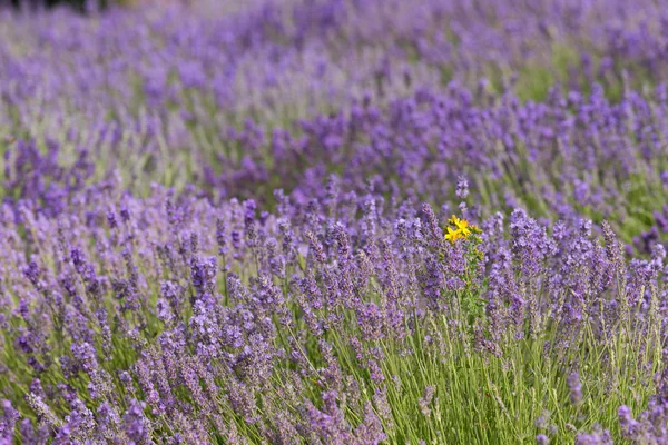 Campos Florescentes Lavanda — Fotografia de Stock