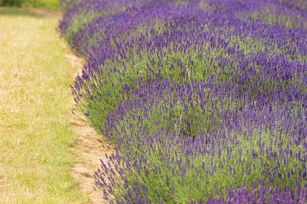 Blühende Lavendelfelder — Stockfoto