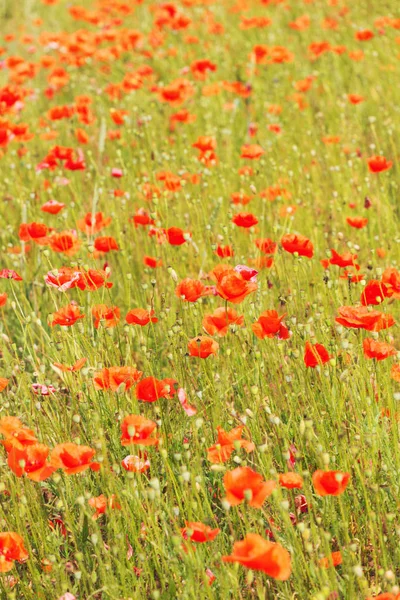 çiçek kırmızı poppies tam bir alanlar