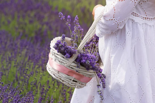 Ragazza Abito Bianco Con Crogiolato Sul Campo Lavanda Appena Sbocciata — Foto Stock