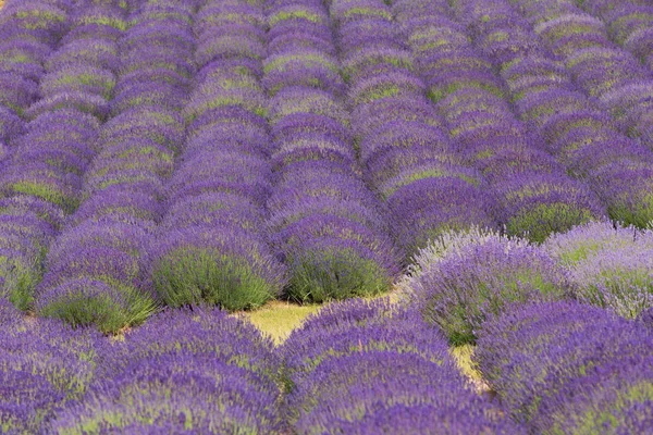 Lavanta alanları bayındır