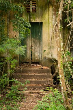 üzüm ile büyümüş orman, eski, terk edilmiş bir evde