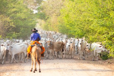 gaucho tarafından tahrik sığır sürüsü