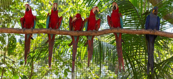 Kleurrijke Ara Papegaaien Volière — Stockfoto
