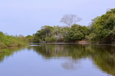 Ormanın nehre yansıtan görünümünü / Pantanal bölge Mato Grosso, Brezilya